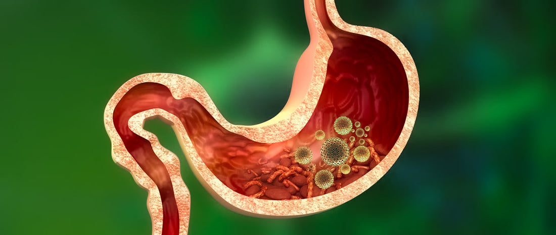 ¿Los parásitos intestinales pueden ser perjudiciales para la salud?